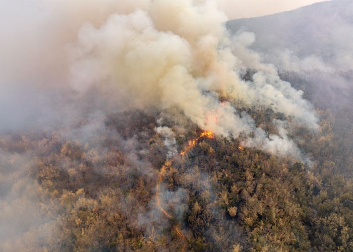 Navigating complex business interruption claims in the aftermath of Asia wildfires